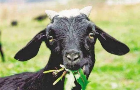 ?家鄉(xiāng)農(nóng)產(chǎn)品大學(xué)生推薦官｜品牌手記?：太行山羊記：從爺爺?shù)难虮薜降乩順酥镜泥l(xiāng)愁答卷