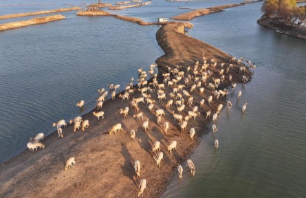 從39頭增至8500余頭！中國復(fù)壯全球最大麋鹿基因庫