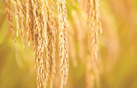 福建德化：豐收節(jié)里看“豐”景 大地流金稻浪飄香