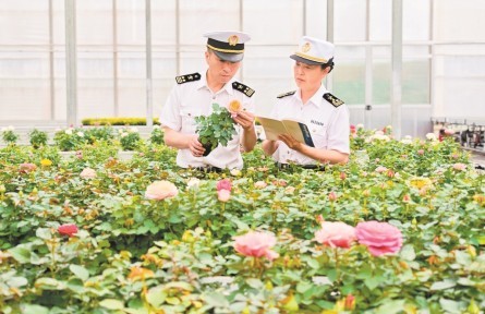 前8個(gè)月云南鮮切花出口值全國第一