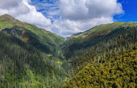 科技名詞|森林線 forest line，forest limit