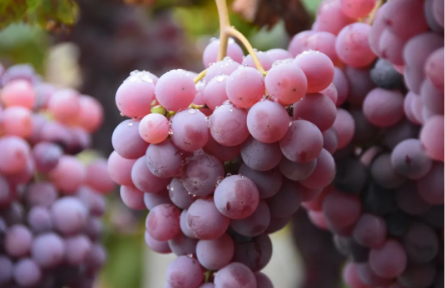 家鄉(xiāng)農(nóng)產(chǎn)品大學(xué)生推薦官 | 品牌智庫建議⑤：清徐葡萄：從“千年葡鄉(xiāng)”到“葡萄強縣”的跨越