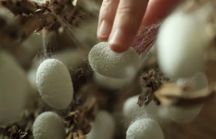 家鄉(xiāng)農(nóng)產(chǎn)品大學(xué)生推薦官 | 品牌手記?：國家農(nóng)業(yè)文化遺產(chǎn)——陽城桑蠶的文明與價值