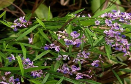 家鄉(xiāng)農(nóng)產(chǎn)品大學(xué)生推薦官 | 品牌調(diào)研手記?：地理標志“新絳遠志”鑄成記