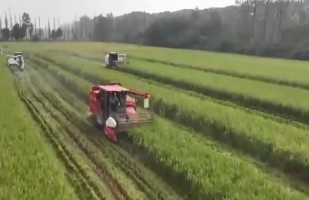 應(yīng)對持續(xù)降雨 黃淮地區(qū)全力搶收搶烘秋糧