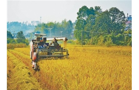 搶！應對連陰雨，秋收一線直擊