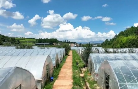 科技賦能 產(chǎn)業(yè)興旺 云南特色農(nóng)業(yè)鋪就鄉(xiāng)村振興致富路