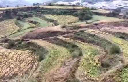 山西：多方聯(lián)動(dòng)不松懈 秋糧搶收搶烘忙