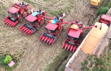 持續(xù)陰雨，河南秋糧怎么收？