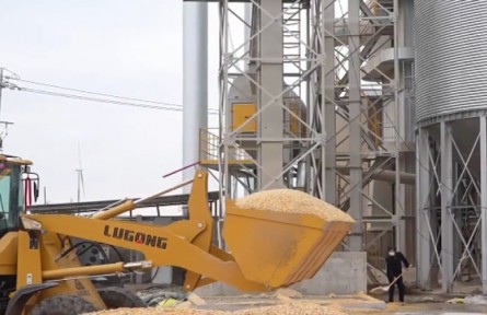 持續(xù)陰雨后，河南濕糧收完如何烘干晾曬？