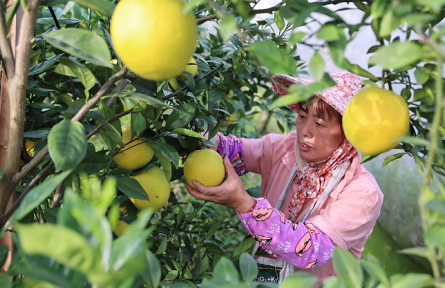 江西贛州：贛南早臍橙搶“鮮”出海