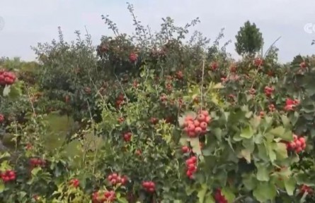 山楂紅、蘋果甜、紫菜鮮 看金秋中國(guó)豐收?qǐng)D景