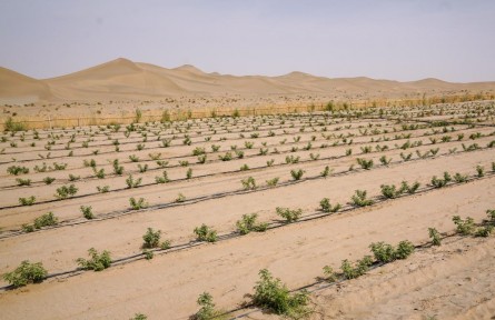 逐沙播綠產(chǎn)業(yè)興——一線感受南疆沙產(chǎn)業(yè)活力