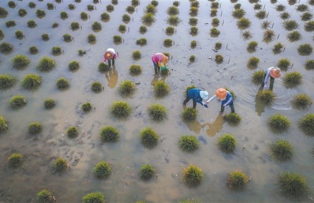 為育種，科學(xué)家給野生稻“理發(fā)”