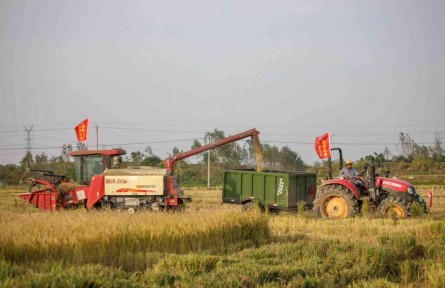 南水北調(diào)六安公司：齊心協(xié)力搶秋實(shí) 萬(wàn)畝連產(chǎn)慶豐收