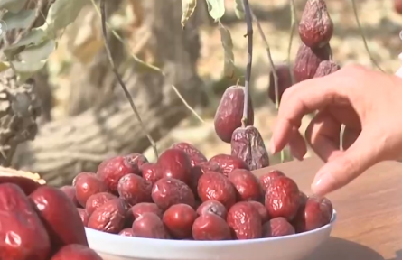 新疆和田地區(qū)：沙地甜果“撬動(dòng)”大市場(chǎng) 特色產(chǎn)業(yè)富了百姓、美了鄉(xiāng)村