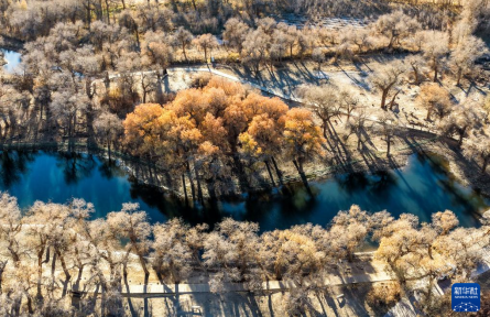 內(nèi)蒙古額濟納：晚秋胡楊美
