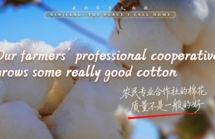 我的家鄉(xiāng)在新疆｜農(nóng)民專業(yè)合作社的棉花，質(zhì)量不是一般的好
