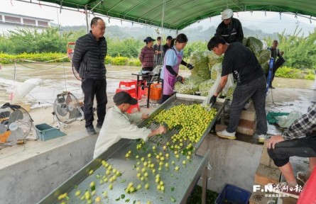 福建永泰：創(chuàng)新利益聯(lián)結(jié)機(jī)制 走出特色鄉(xiāng)村振興共富路