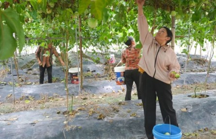 福建武平：一顆果到一條鏈 小特產(chǎn)變大產(chǎn)業(yè)