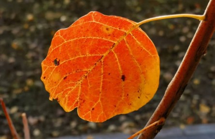 秋葉紅似二月花