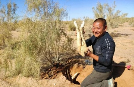 內(nèi)蒙古阿拉善：“一株藥草”中的沙漠致富經(jīng)