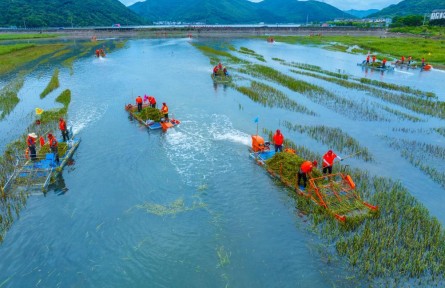 146萬畝清除任務(wù)全面完成 我國互花米草防治轉(zhuǎn)入長效管控
