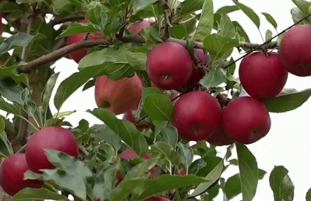 貴州：貴品精賣 讓“貴”字號農(nóng)產(chǎn)品風(fēng)行天下