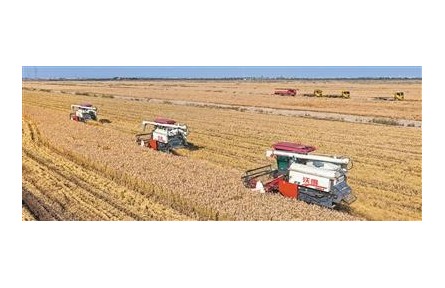 綜合利用，鹽堿地變豐產(chǎn)田