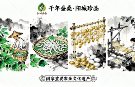 家鄉(xiāng)特優(yōu)農(nóng)產(chǎn)品大學(xué)生推薦官 | 品牌設(shè)計(jì)類 第⑤期：陽城：絲語千年的文化品牌換新