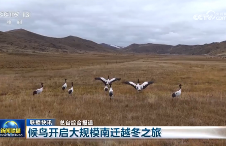 候鳥開啟大規(guī)模南遷越冬之旅