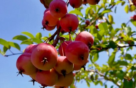 又見海棠果兒紅 碩果累累美如畫(孫寧)