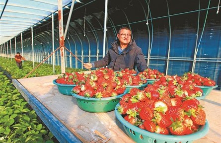 江蘇徐州：草莓紅了，日子火了，“甜蜜產(chǎn)業(yè)”賦能鄉(xiāng)村振興