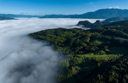一杯臨滄茶，品出獨(dú)特回甘