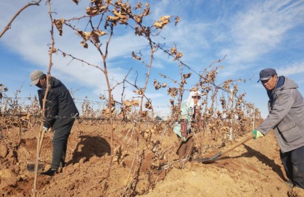 萬(wàn)畝葡萄“掛枝越冬”！中國(guó)釀酒葡萄黃金產(chǎn)區(qū)創(chuàng)新種植方式