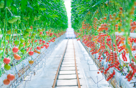 辟謠|反季蔬菜沒營養(yǎng)不安全嗎？