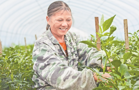 江西高安：不用彎腰種辣椒了
