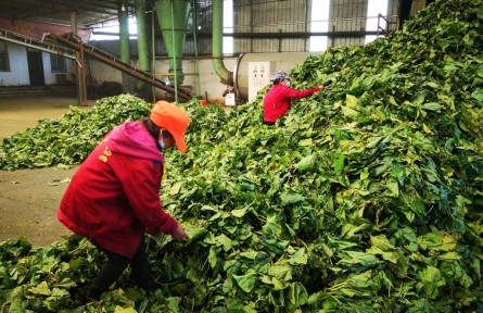 丹江桑風拂中原——河南桑蠶產(chǎn)業(yè)既強生態(tài)又生金