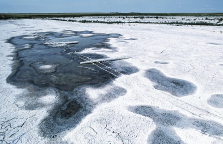 科技名詞|土壤次生鹽漬化 soil secondary salinization