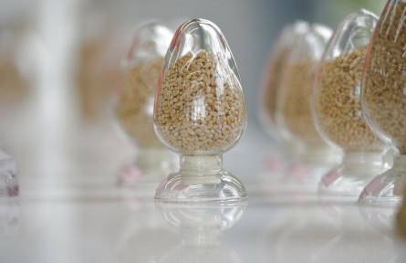 端穩(wěn)中國(guó)飯碗！農(nóng)作物自育品種超95%