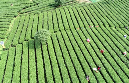 江西吉安遂川獲評(píng)“狗牯腦茶”國(guó)家地理標(biāo)志產(chǎn)品保護(hù)示范區(qū)