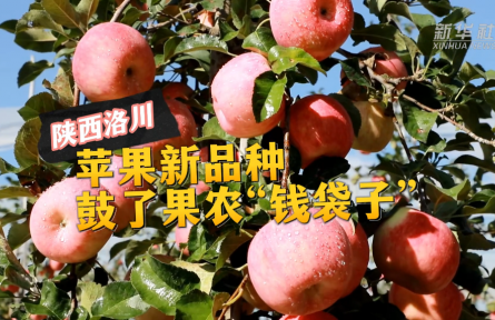 陜西洛川：蘋(píng)果新品種 鼓了果農(nóng)“錢(qián)袋子”