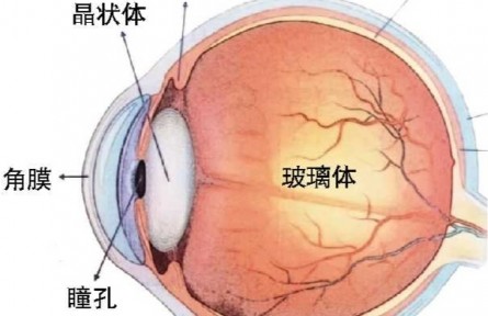 甜食竟然會(huì)損害你的視力