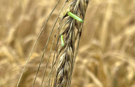 科學家破解大麥種子休眠關(guān)鍵機制 助力應(yīng)對氣候與糧食挑戰(zhàn)