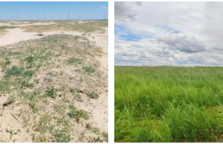 全球最佳！這株“小草”，把荒漠變綠洲