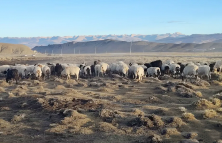 西藏:首個國家級地理標(biāo)志保護(hù)示范區(qū)驗收確認(rèn)