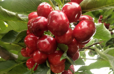 家鄉(xiāng)特優(yōu)農(nóng)產(chǎn)品大學生推薦官 | 品牌手記?：絳縣櫻桃：北緯35°的紅寶石