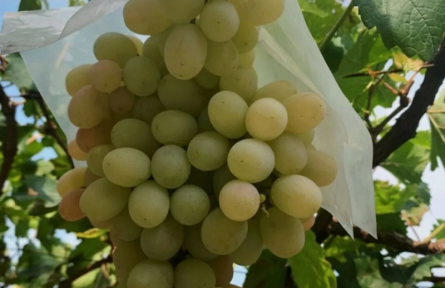 家鄉(xiāng)特優(yōu)農(nóng)產(chǎn)品大學生推薦官 | 品牌手記?：清徐葡萄：北緯37°的陽光甜釀