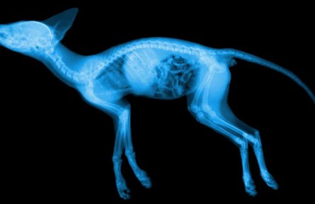 科普|動物受到輻射變異，會變成怪物嗎？