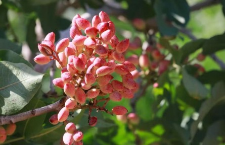 新疆首次發(fā)布主要林木目錄，開心果等入選